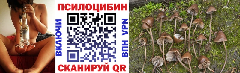 блэк спрут ТОР Сланцы Галлюциногенные грибы Psilocybine cubensis